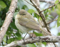 Chiffchaff photographed at Fort George [FOG] on 1/5/2010. Photo: © Paul Bretel