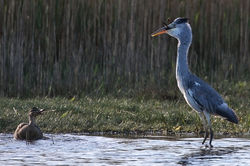Grey Heron photographed at Claire Mare [CLA] on 4/5/2010. Photo: © Chris Bale