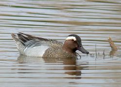 Garganey photographed at Claire Mare [CLA] on 6/5/2010. Photo: © Mark Lawlor