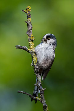 Long-tailed Tit. Photo: © Paul Hillion