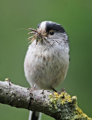 Long-tailed Tit. Photo: © Chris Bale