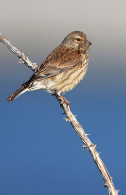 Linnet photographed at Lihou Headland [LCH] on 11/5/2010. Photo: © Chris Bale