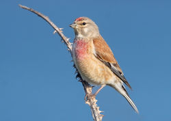 Linnet photographed at Lihou Headland [LCH] on 11/5/2010. Photo: © Chris Bale