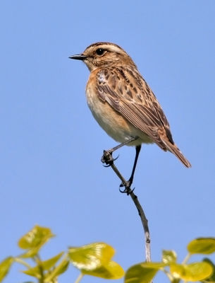 Whinchat photographed at Pleinmont [PLE] on 12/5/2010. Photo: © Chris Bale