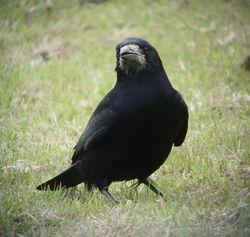 Rook photographed at mont herault on 15/5/2010. Photo: © Mark Guppy