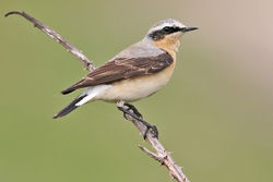 Wheatear photographed at Fort Hommet [HOM] on 15/5/2010. Photo: © Chris Bale