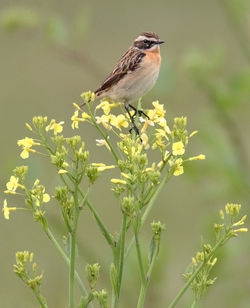 Whinchat photographed at Fort Hommet [HOM] on 15/5/2010. Photo: © Chris Bale