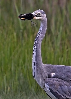 Grey Heron photographed at Claire Mare [CLA] on 14/5/2010. Photo: © Chris Bale