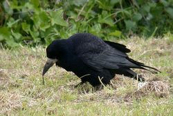 Rook photographed at Mont Herault on 16/5/2010. Photo: © Mark Lawlor