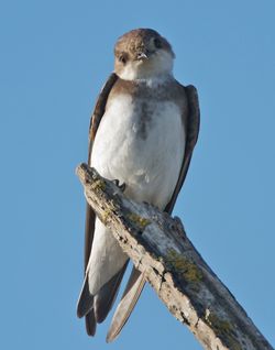 Sand Martin photographed at Claire Mare [CLA] on 20/5/2010. Photo: © Phil Alexander