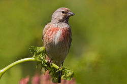 Linnet photographed at Fort Doyle [DOY] on 28/5/2010. Photo: © Chris Bale