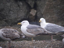 Yellow-legged Gull photographed at Les Amarreurs [AMM] on 29/5/2010. Photo: © Mark Guppy
