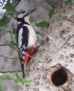 Great Spotted Woodpecker photographed at Talbot Valley [TAL] on 31/5/2010. Photo: © Mark Guppy