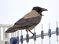 Hooded Crow photographed at Fort Grey [FO2] on 1/7/2010. Photo: © Mike Cunningham