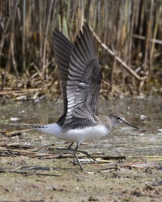 Green Sandpiper photographed at Claire Mare [CLA] on 14/7/2010. Photo: © Mike Cunningham
