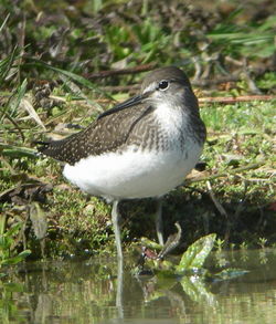 Green Sandpiper photographed at Rue des Bergers [BER] on 11/8/2010. Photo: © Mark Guppy