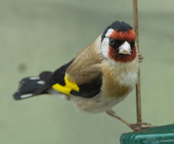 Goldfinch photographed at Rocquaine [ROC] on 14/7/2010. Photo: © Steve and Hilary Wild