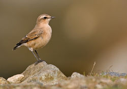 Wheatear photographed at Fort Doyle [DOY] on 18/8/2010. Photo: © Chris Bale