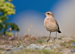 Wheatear photographed at Fort Doyle [DOY] on 18/8/2010. Photo: © Chris Bale