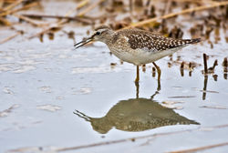 Wood Sandpiper photographed at Claire Mare [CLA] on 20/8/2010. Photo: © Chris Bale