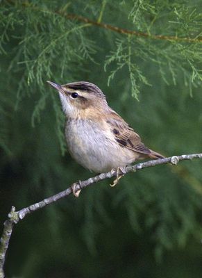 Sedge Warbler photographed at Claire Mare [CLA] on 18/8/2010. Photo: © Mike Cunningham
