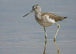 Greenshank photographed at Claire Mare [CLA] on 21/8/2010. Photo: © Chris Bale