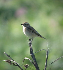 Whinchat photographed at Pleinmont [PLE] on 30/8/2010. Photo: © Mark Guppy