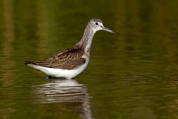 Greenshank photographed at Rue des Bergers [BER] on 30/8/2010. Photo: © Paul Hillion