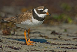Ringed Plover photographed at L\'Eree [LER] on 28/8/2010. Photo: © Chris Bale