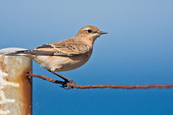 Wheatear photographed at Fort Hommet [HOM] on 31/8/2010. Photo: © Chris Bale