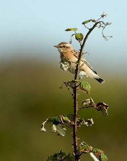 Whinchat photographed at Pleinmont [PLE] on 2/9/2010. Photo: © Chris Bale