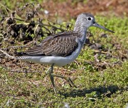 Greenshank photographed at Rue des Bergers [BER] on 30/8/2010. Photo: © Mike Cunningham