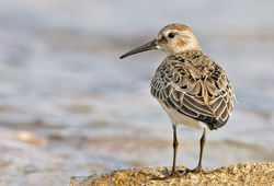 Dunlin photographed at Port Soif [SOI] on 5/9/2010. Photo: © Chris Bale
