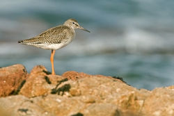 Redshank photographed at Port Soif [SOI] on 5/9/2010. Photo: © Chris Bale