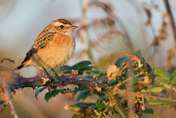 Whinchat photographed at Pulias [PUL] on 8/9/2010. Photo: © Chris Bale