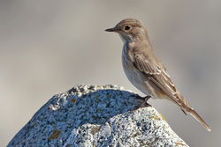 Spotted Flycatcher photographed at Shingle Bank [SHI] on 8/9/2010. Photo: © Chris Bale
