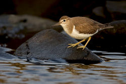 Common Sandpiper photographed at Pulias [PUL] on 11/9/2010. Photo: © Chris Bale
