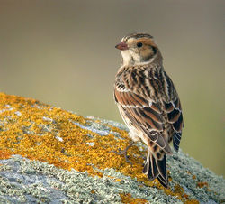 Lapland Bunting photographed at Pulias [PUL] on 13/9/2010. Photo: © Mark Lawlor