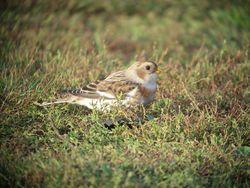 Snow Bunting photographed at MONT HERAULT on 9/10/2010. Photo: © Mark Guppy