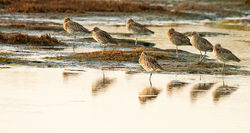 Curlew photographed at Colin Best NR [CNR] on 9/10/2010. Photo: © Rod Ferbrache