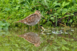 Snipe photographed at Rue des Bergers [BER] on 9/10/2010. Photo: © Rod Ferbrache