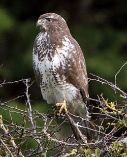 Buzzard photographed at Rue des Bergers [BER] on 19/10/2010. Photo: © Mike Cunningham