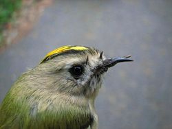 Goldcrest photographed at Select location on 28/10/2010. Photo: © Jamie Hooper