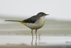 Grey Wagtail photographed at Track Marais [TRA] on 2/11/2010. Photo: © Paul Bretel