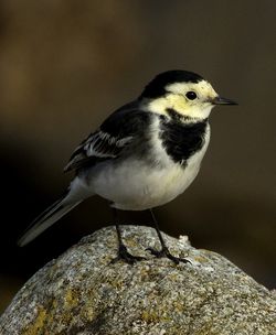 Pied Wagtail photographed at Pulias [PUL] on 2/11/2010. Photo: © Mike Cunningham