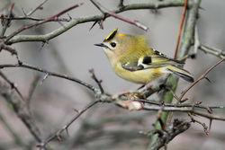 Goldcrest photographed at Rohais [ROH] on 7/11/2010. Photo: © Chris Bale
