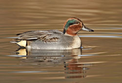 Teal photographed at Rue des Bergers [BER] on 26/11/2010. Photo: © Chris Bale