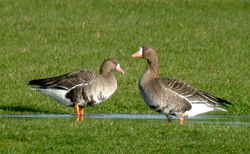 White-fronted Goose photographed at Old Aerodrome [OLD] on 3/12/2010. Photo: © Mark Lawlor