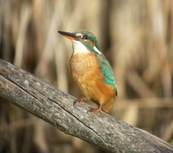 Kingfisher photographed at Grands Marais/Pre [PRE] on 12/12/2010. Photo: © Mark Guppy