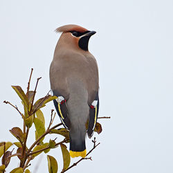 Waxwing photographed at Highland Estate on 29/12/2010. Photo: © Barry Wells
